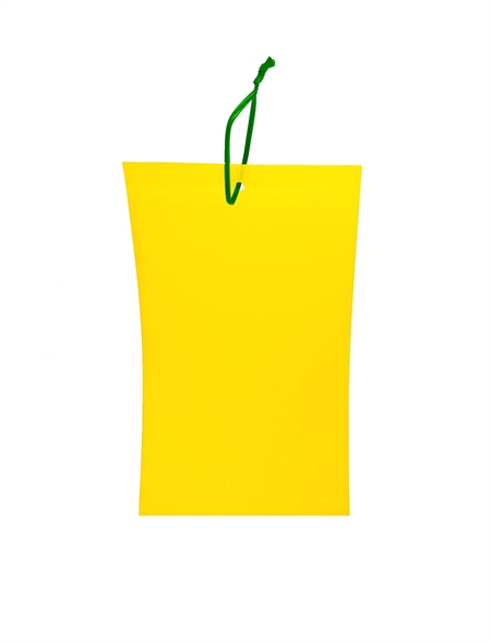 ������ ��� ������